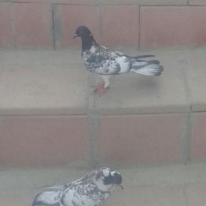 garabaslar 17 tukler.