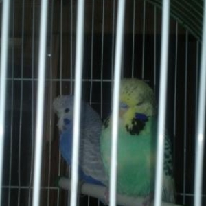 tecili vistivicni papuqay satili