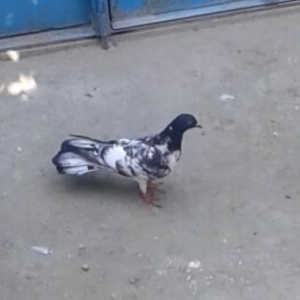 garabaslar 17 tukler.