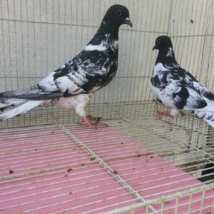 qarabaş xalcalilar satilir bir çüt.