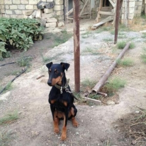 2dene afcarka dişi-erkey birde doberman dişi 8aylıqlazılaşarıq