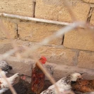 temiz  Kent  cuceleridi  heyetde boyuyen cucelerdi