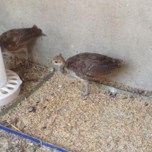 2 ayliq tovuzquwlari saglam ve temiz weraitde qull