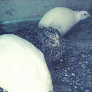 ag bildircinler cutu