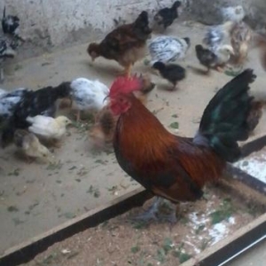 yaponka  xoruz  tam saqlam   barterde  ederem