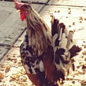 banqif ayaqi leley qush