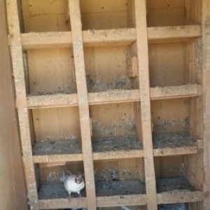 Qus dami ve 20 eded qus