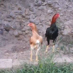 6 aylıq Brazil beçə və 6 aylıq Koreyka F