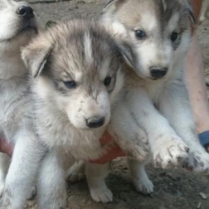 Husky saf qan itler