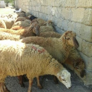 Qurbanliq Halal Berde Quzulari