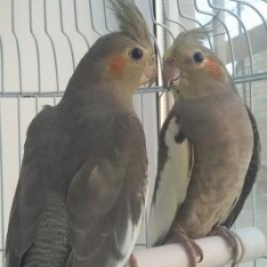 korella satıram, bir cüt erkek dişi, yekə iri 