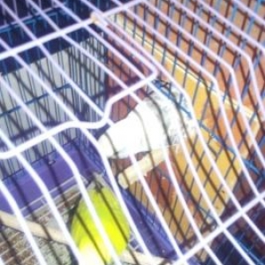 qefes yuva 1 cut papuqay su qabi yem qabi hamsi bi