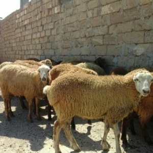 Qurbanliq Halal Berde Quzulari