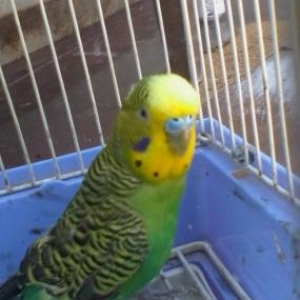 Cut saglaM papuqaylardi qefesi ile bi yerde