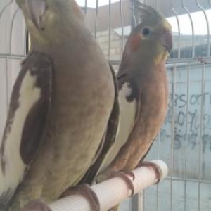 korella satıram, bir cüt erkek dişi, yekə iri quşlardır.