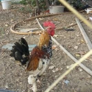 tamamile saflamdir iynesi dermani  verilib. feresi