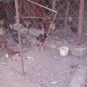 tam sağlam 3 yaş kitay you tubede doyuşləri va