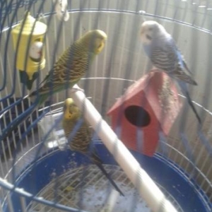 uc eded popuqay yani tutuqushu kletkasi ile birlik