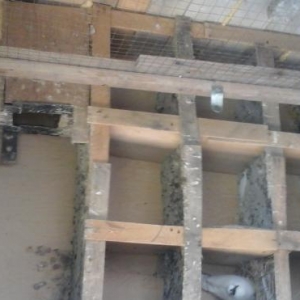 korella satıram, bir cüt erkek dişi, yekə iri 