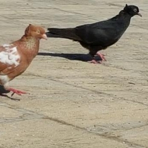 Super  quslar saatliq