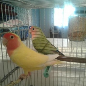 Karella və Nerazlucnik quşları öz quşlarımda