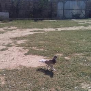 baladi kekillidi ayaqi lelehli 3 dene qusdu enni quyruqdular 2 denesi