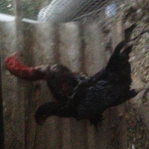 Heyratı Xoruzu ve Feresi satılir