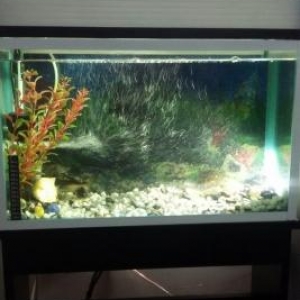 akvarium 2 mink akula her levazimatlariyla super veziyyetde