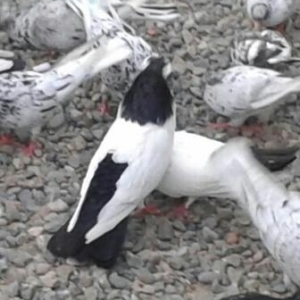 saglam quşlardı toqa satram 25 dənədi