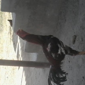 heyrati fere ve xoruzu sstilir