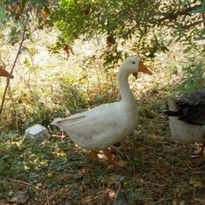 Sağlam Rus qazları