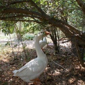 Sağlam Rus qazları