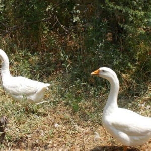 Sağlam Rus qazları