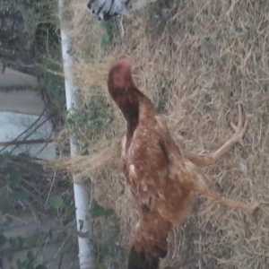 heyrati fere ve xoruzu sstilir