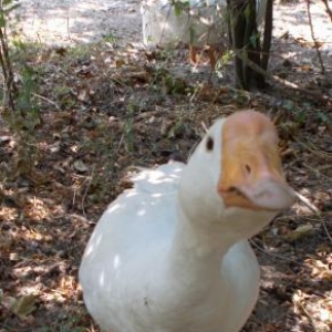 Sağlam Rus qazları