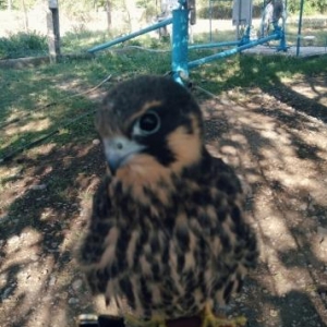 Şahin quşu baladir.