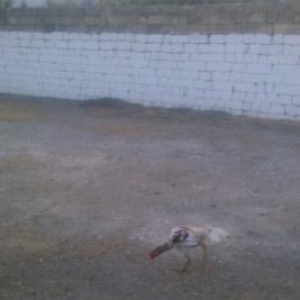 tecılı quş satılır