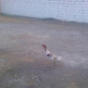 tecılı quş satılır