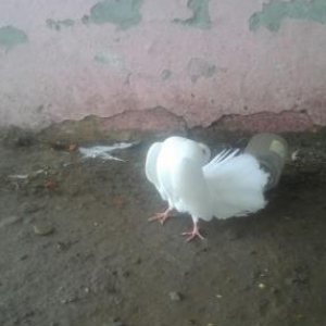 temiz rassiya pavlini