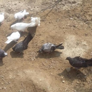 ela quwdular iki ag ikigoy kekili  bir cil