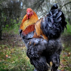 Orginal Dekorativ qushlar sifarishle