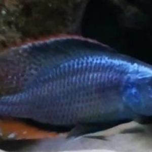 "Dimidiochromis Compressiceps" baliğı.