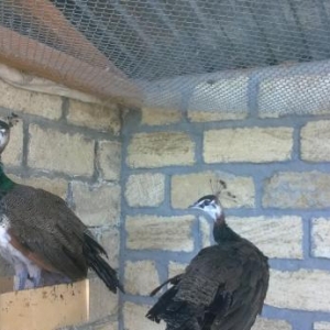 Tovuzquşu satılır