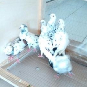 ciller 7 denesi  son qiymetvp var