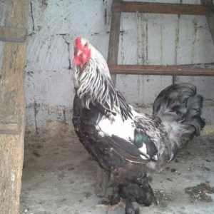 Brama Dark  xoruzu toyuqu yumurtayir