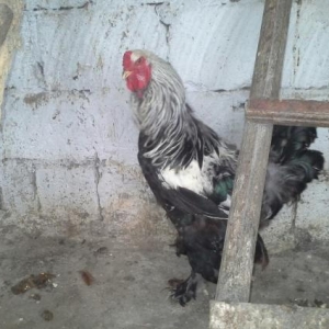 Brama Dark  xoruzu toyuqu yumurtayir