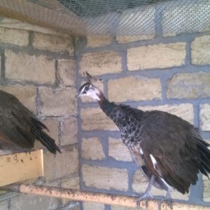 Tovuzquşu satılır