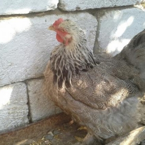 Brama Dark  xoruzu toyuqu yumurtayir