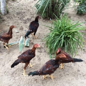 Heyratılar satılır 4 ü beçe 1 fere hamısı �