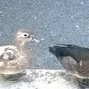 karalinka erdek cut satiram